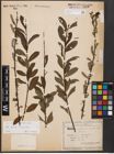 Foto von Salix aurita L. x Salix purpurea L.